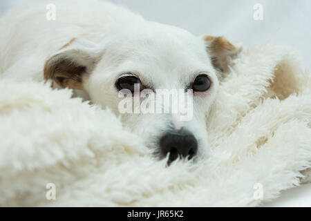 Carino tutto bianco jack russell su sfondo bianco Foto Stock