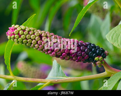 American Pokeweed pianta phytolacca americana di corpi fruttiferi Foto Stock