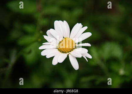 Bianco fiore Lilly Foto Stock