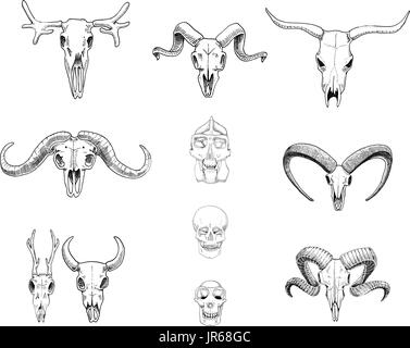 Anatomia illustrazione. incisi disegnati a mano nel vecchio disegno e stile vintage. cranio impostare o scheletro. Bull e montagna di capra o di bufala. Gli animali con le corna. ram o pecore. Elk e capriolo o il bisonte. Illustrazione Vettoriale