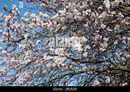 Fiore di Ciliegio alberi in piena fioritura Foto Stock