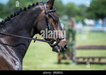 Ritratto ravvicinato di un cavallo in occasione di un evento equestre Foto Stock