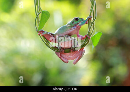 Due losca rane su un impianto, Indonesia Foto Stock