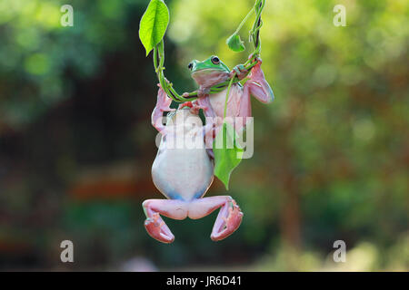 Due losca rane su un impianto, Indonesia Foto Stock