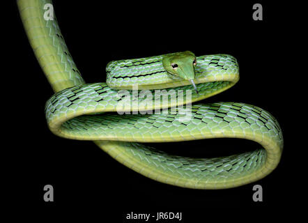 Oriental frusta snake (Ahaetulla prasina), Koh Tao, Thailandia Foto Stock
