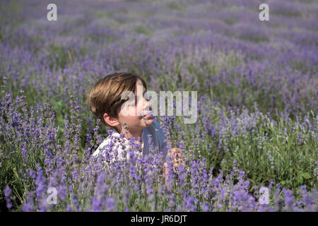 Ragazzo seduto in un campo di lavanda fiori profumati Foto Stock