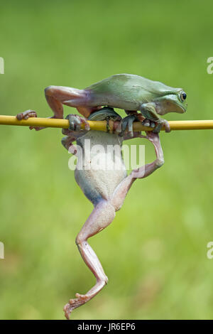 Due losca rane appeso su un impianto, Indonesia Foto Stock