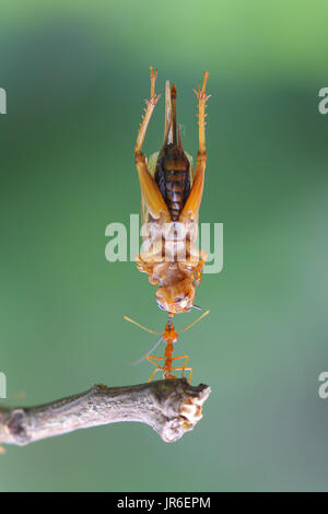 Ant portando un insetto, Indonesia Foto Stock