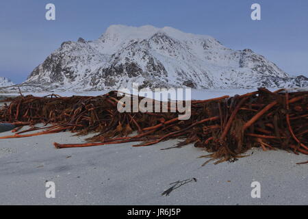 Utakleiv beach-E.nei reparti per visualizzare su lunghe holdfasts di alghe rosse-laminaria hyperborea sulla sabbia. Montagne limitando la spiaggia: Molhiea-Malheia-Himmel Foto Stock