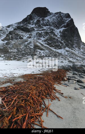 Utakleiv beach-vista SWwards per montare Veggen-limite meridionale della spiaggia. Lungo le linee di big red alghe kelp-laminaria hyperborea sulla sabbia sopra th Foto Stock