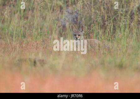 L'Indiano lupo (Canis lupus pallipes) come visto intorno le praterie vicino a Pune City periferia nel Maharashtra, India. Foto Stock