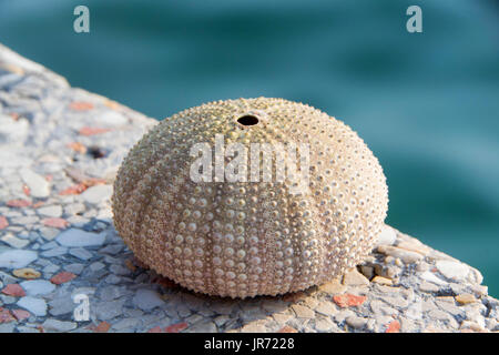 Guscio di ricci di mare fotografato sulla riva del mare Foto Stock