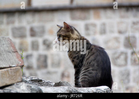 Il gatto domestico gode del clima mite sole la mattina sulle pareti della fortezza di Cattaro Foto Stock