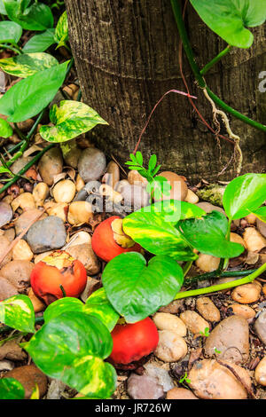 Il frutto non cade lontano dall'albero. Foto Stock