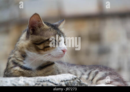 Il gatto domestico gode del clima mite sole la mattina sulle pareti della fortezza di Cattaro Foto Stock