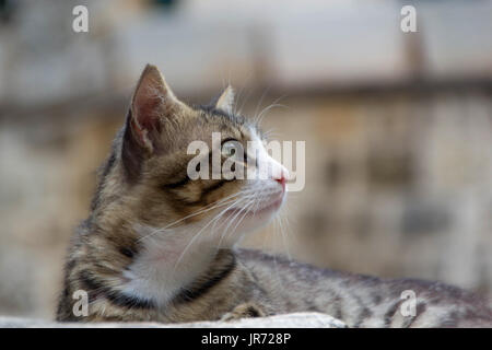 Il gatto domestico gode del clima mite sole la mattina sulle pareti della fortezza di Cattaro Foto Stock