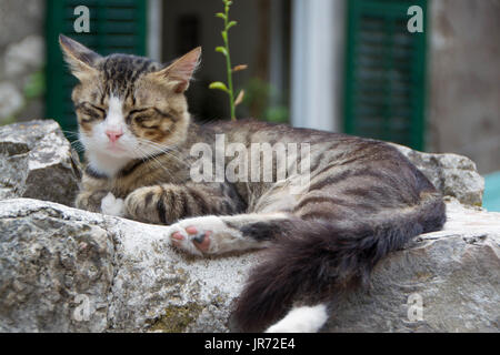 Il gatto domestico gode del clima mite sole la mattina sulle pareti della fortezza di Cattaro Foto Stock