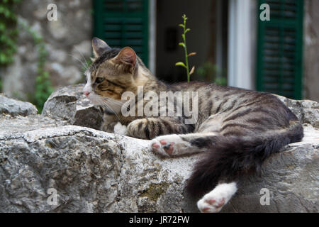 Il gatto domestico gode del clima mite sole la mattina sulle pareti della fortezza di Cattaro Foto Stock