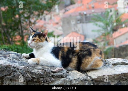 Il gatto domestico gode del clima mite sole la mattina sulle pareti della fortezza di Cattaro Foto Stock