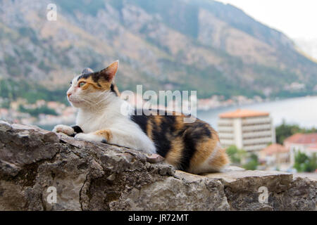 Il gatto domestico gode del clima mite sole la mattina sulle pareti della fortezza di Cattaro Foto Stock