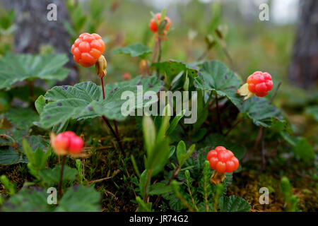 Cloudberry crescono nella foresta in Russia Foto Stock