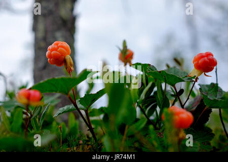 Cloudberry crescono nella foresta in Russia Foto Stock