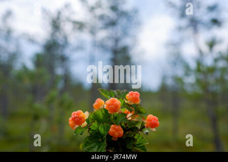 Cloudberry crescono nella foresta in Russia Foto Stock