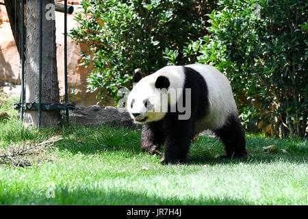 Saint-Aignan, Francia. Il 4° agosto 2017. Foto scattata in Agosto 4, 2017 mostra la panda Yuan Zi, partner di sesso maschile di Huan Huan, in ZooParc de Beauval in Saint-Aignan, Francia. Il gigante panda femmina Huan Huan, che è stato concesso in prestito in Francia dalla Cina, darà vita al gemelli sotto l'occhio vigile di due cinesi specialisti del parto su entrambi il Agosto 4 o 5. Credito: Xinhua/Alamy Live News Foto Stock