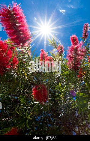 Asuncion, Paraguay. 4 agosto 2017. Spazzolone piangente (Melaleuca virinalis) fiori fioriscono al sole a mezzogiorno, visto durante una giornata di sole ad Asuncion, Paraguay. Credit: Andre M. Chang/Alamy Live News Foto Stock