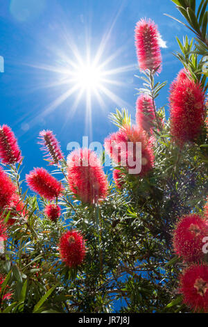 Asuncion, Paraguay. 4 agosto 2017. Spazzolone piangente (Melaleuca virinalis) fiori fioriscono al sole a mezzogiorno, visto durante una giornata di sole ad Asuncion, Paraguay. Credit: Andre M. Chang/Alamy Live News Foto Stock