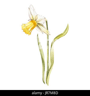 Illustrazione in acquerello di un fiore di narciso fiore. Scheda floreale con fiori. Illustrazione botanica Foto Stock