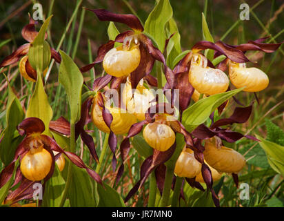 Varietà di orchidee viola (Cypripedium Calceolus) Foto Stock