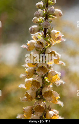 Flower spike studded con il marrone dei fiori di rusty foxglove, Digitalis ferruginea Foto Stock