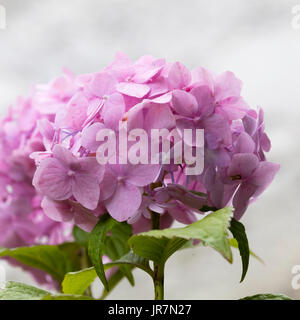 Delicato fiore rosa capi del mophead hydrangea, Hydrangea macrophylla 'Generale Vicomtesse de Vibraye' cresciuto su suoli alcalini Foto Stock