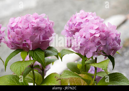 Delicato fiore rosa capi del mophead hydrangea, Hydrangea macrophylla 'Generale Vicomtesse de Vibraye' cresciuto su suoli alcalini Foto Stock