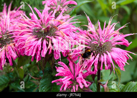 Rosa luminoso fiori estivi di hardy ornamentali erba di bergamotto, Monarda 'perdono la mia rosa' Foto Stock