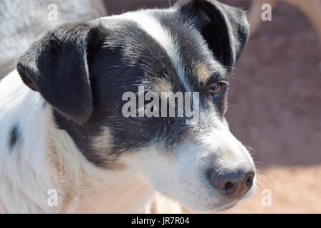 Bellissimo rifugio cane con soulful occhi a Cuzco, Perù Foto Stock