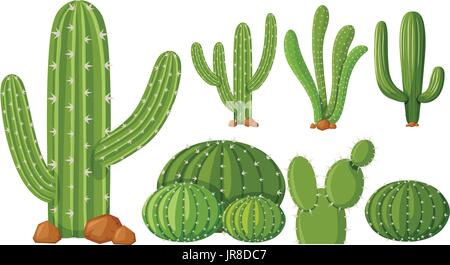 Diversi tipi di cactus illustrazione Illustrazione Vettoriale