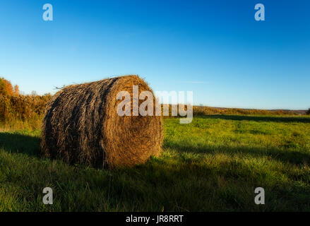 Balla di fieno o di paglia in un campo verde Foto Stock