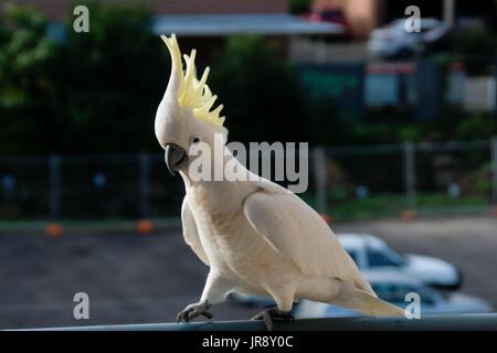 Zolfo australiano Crested Cacatua close-up camminando su un balcone con rampa aperta crest sul display. Gosford, Nuovo Galles del Sud, Australia. fotografia Foto Stock