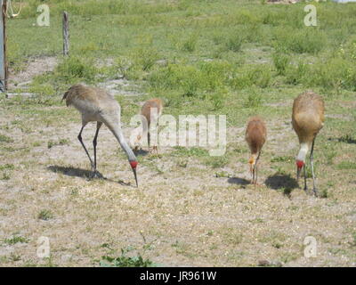 Una coppia di Sandhill gru e due bambini. Foto Stock