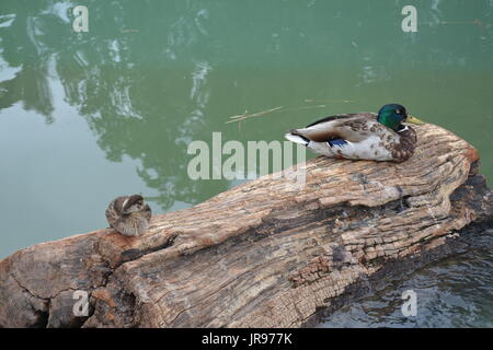 Udienza ducksMallard anatre seduto su di una in un stagno Foto Stock