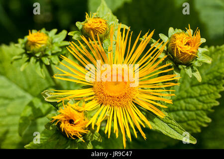 Occhio di bue (Telekia speciosa) Foto Stock