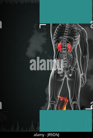 3d reso illustrazione di reni Foto Stock