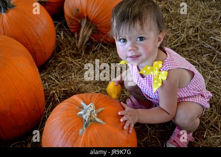 Il Toddler cercando quella perfetta zucca alla caduta del festival. Foto Stock