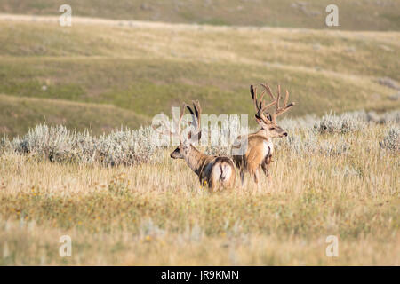 Due coppia Mule Deer (Odocoileus hemionus) bucks con il velluto sulle pianure aperte praterie del parco nazionale Foto Stock