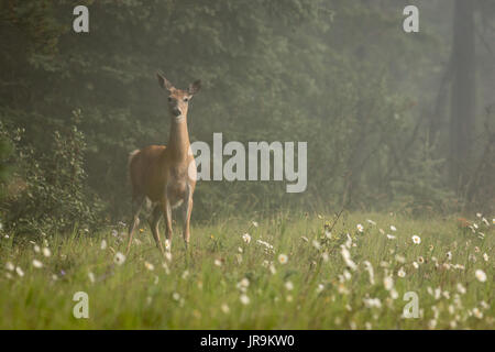 Un adulto bianco-tailed doe (Odocoileus virginianus) permanente al bordo della foresta. Foto Stock