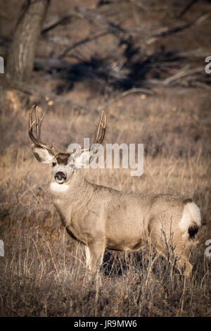 Una grande e matura Mule Deer (Odocoileus hemionus) buck sulla prateria di Saskatchewan durante la caduta rut. Foto Stock