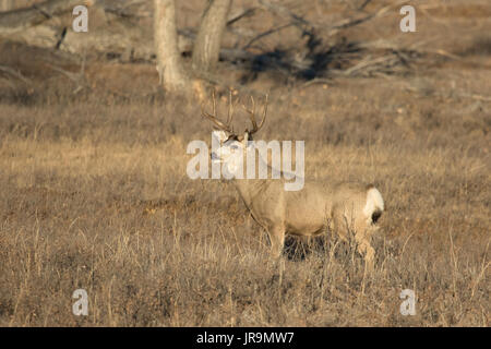 Un mulo cervo (Odocoileus hemionus) buck sulla prateria di Saskatchewan, Canada Foto Stock