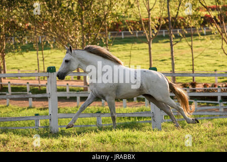 Grigio Mangalarga Marchador stallone in Brasile Foto Stock